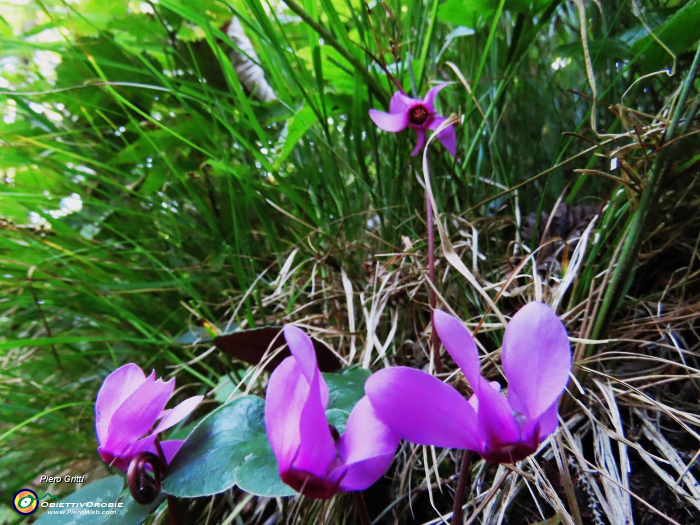 36 E ci sono i Cyclamen (Ciclamini).JPG